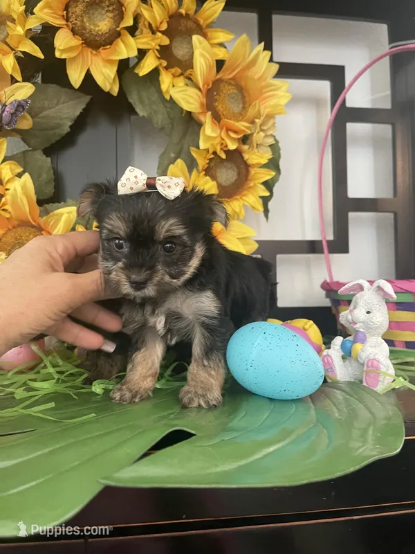 Gina – Yorkshire Terrier puppy for sale in Chino Hills, CA