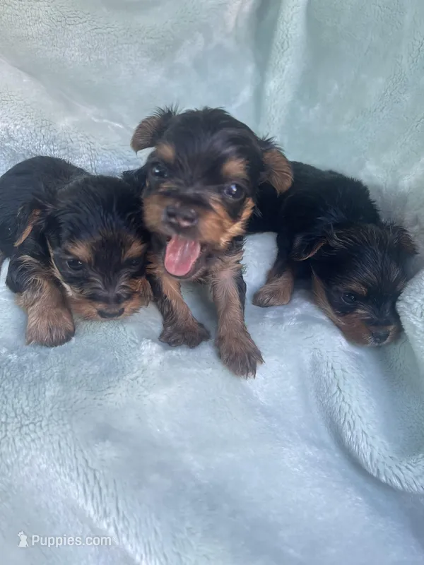 Gina – Yorkshire Terrier puppy for sale in Chino Hills, CA