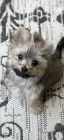 Luna, a female Yorkshire Terrier for sale in Chino Hills, CA – Photo 4 of 4