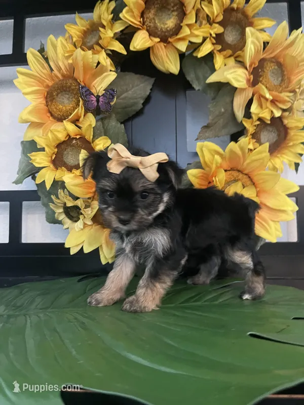 Gina – Yorkshire Terrier puppy for sale in Chino Hills, CA