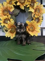 Gina, a female Yorkshire Terrier for sale in Chino Hills, CA – Photo 1 of 5