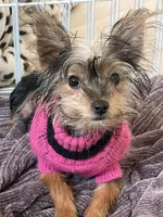 Lucy, a female Yorkshire Terrier for sale in Chino, CA – 4 of 4