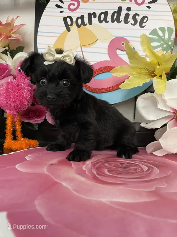 Lulu – Maltese, Yorkshire Terrier puppy for sale in Chino Hills, CA