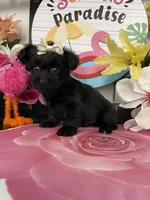 Lulu, a female Maltese and Yorkshire Terrier for sale in Chino Hills, CA – 1 of 9