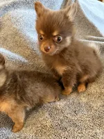 Lucy, a female Pomeranian for sale in Chino Hills, CA – 6 of 6