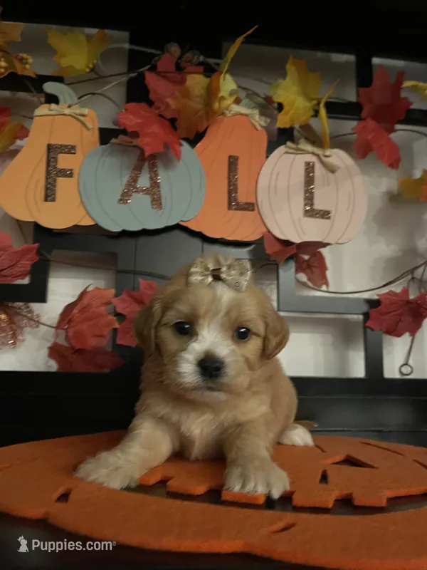Lillian – Maltese, Shih Tzu puppy for sale in Chino, CA