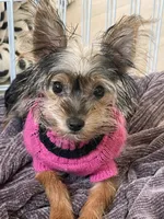 Lucy, a female Yorkshire Terrier for sale in Chino, CA – 3 of 4