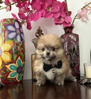 Laura, a female Pomeranian and Shih Tzu for sale in Chino Hills, CA – 3 of 6