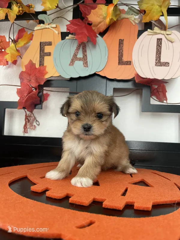 Morkies – Morkie puppy for sale in Chino, CA
