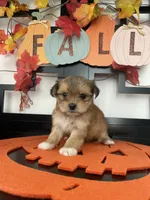 Morkies, a male Morkie for sale in Chino, CA – 1 of 8