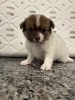 Twinkie, a female Pomeranian and Yorkshire Terrier for sale in Chino, CA – 7 of 8