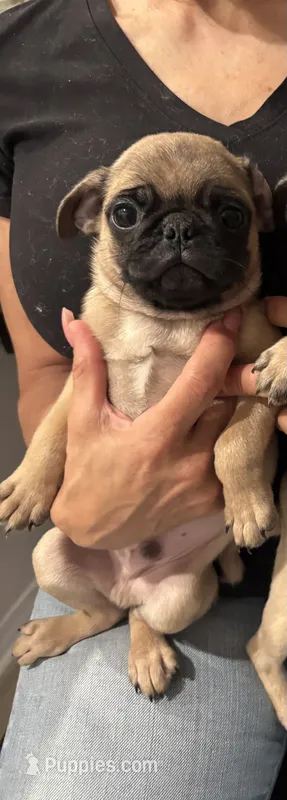 Toby – Pug puppy for sale in Chino Hills, CA