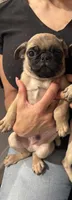 Toby, a male Pug for sale in Chino Hills, CA – 1 of 3