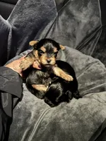 Toby, a male Morkie for sale in Chino Hills, CA – 3 of 7