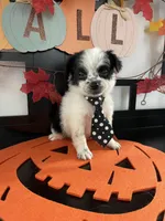 Lenny, a male Shih Tzu and Yorkshire Terrier for sale in Chino, CA – 7 of 8