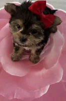 Lilly , a female Yorkshire Terrier for sale in Chino Hills, CA – 4 of 5