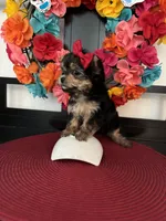 Lilly , a female Yorkshire Terrier for sale in Chino Hills, CA – 5 of 5