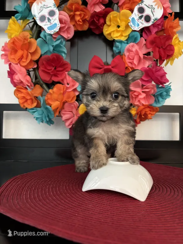 Lilly  – Yorkshire Terrier puppy for sale in Chino Hills, CA