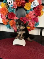 Lilly , a female Yorkshire Terrier for sale in Chino Hills, CA – 3 of 5