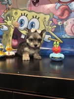 Luna , a female Maltese and Yorkshire Terrier for sale in Chino Hills, CA – Photo 2 of 2