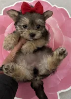 Lilly , a female Yorkshire Terrier for sale in Chino Hills, CA – 2 of 5