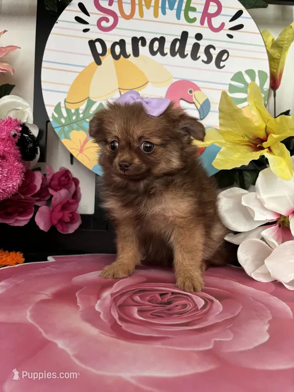 Claude – Pomeranian puppy for sale in Chino Hills, CA