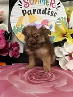 Claude, a male Pomeranian for sale in Chino Hills, CA – 1 of 5