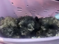 Chloe, a female Shorkie for sale in Chino Hills, CA – 3 of 5