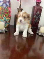 Morkies, a male Morkie for sale in Chino, CA – 3 of 8