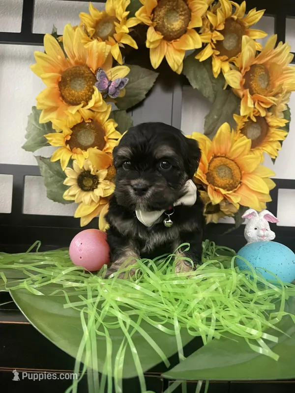 Clyde – Shih Tzu, Yorkshire Terrier puppy for sale in Chino Hills, CA