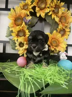 Clyde, a male Shih Tzu and Yorkshire Terrier for sale in Chino Hills, CA – Photo 1 of 7