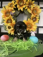 Clyde, a male Shih Tzu and Yorkshire Terrier for sale in Chino Hills, CA – Photo 3 of 7