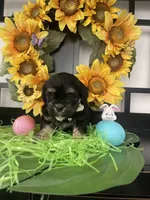 Clyde, a male Shih Tzu and Yorkshire Terrier for sale in Chino Hills, CA – Photo 4 of 7