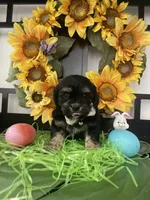 Clyde, a male Shih Tzu and Yorkshire Terrier for sale in Chino Hills, CA – Photo 2 of 7