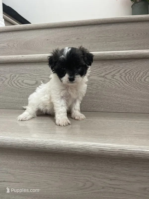 Lulu  – Shihpoo, Poodle - Miniature  puppy for sale in Chino Hills, CA