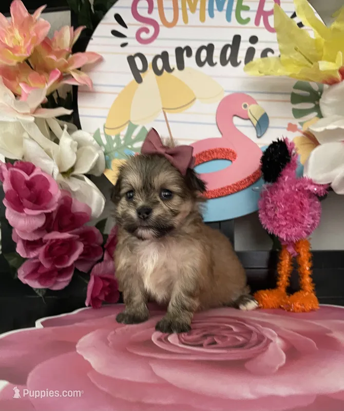 Laura – Shih Tzu puppy for sale in Chino Hills, CA