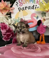 Laura, a female Shih Tzu for sale in Chino Hills, CA – 1 of 7