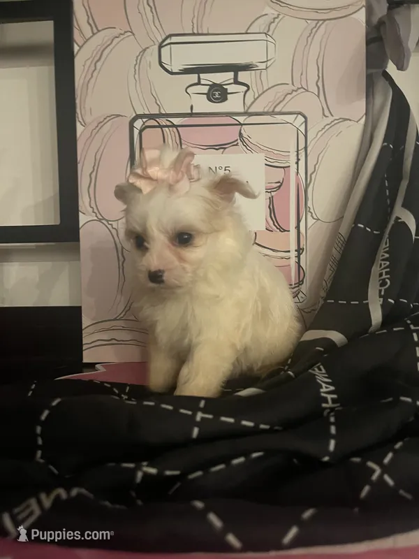 Delilah – Maltipom puppy for sale in Chino, CA