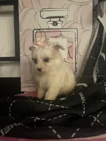 Delilah, a female Maltipom for sale in Chino, CA – 1 of 6