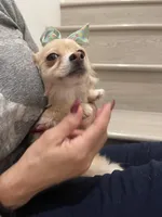 Lulu, a female Chihuahua and Pomeranian for sale in Chino Hills, CA – Photo 2 of 4