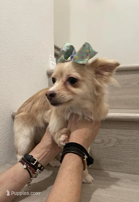 Lulu, a female Chihuahua and Pomeranian for sale in Chino Hills, CA – Photo 1 of 4