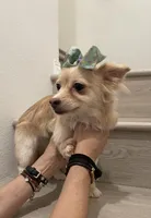 Lulu, a female Chihuahua and Pomeranian for sale in Chino Hills, CA – Photo 1 of 4