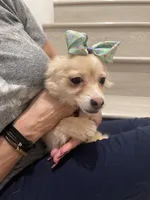 Lulu, a female Chihuahua and Pomeranian for sale in Chino Hills, CA – Photo 3 of 4