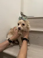 Lulu, a female Chihuahua and Pomeranian for sale in Chino Hills, CA – Photo 4 of 4