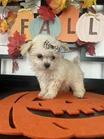 Twinky, a female Maltipoo for sale in Chino, CA – 4 of 4
