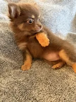 Lucy, a female Pomeranian for sale in Chino Hills, CA – 5 of 6
