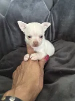 Casper, a male Chihuahua for sale in Chino Hills, CA – 6 of 6