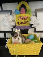 Laura, a female Maltese and Yorkshire Terrier for sale in Chino Hills, CA – Photo 6 of 6