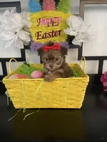 Laura, a female Maltese and Yorkshire Terrier for sale in Chino Hills, CA – Photo 2 of 6