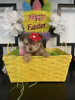 Laura, a female Maltese and Yorkshire Terrier for sale in Chino Hills, CA – Photo 3 of 6